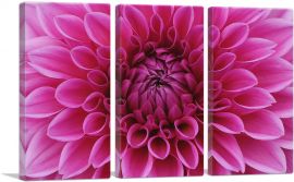 Dahlia Flower Home Decor Rectangle-3-Panels-60x40x1.5 Thick