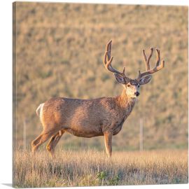 Deer In Wild Field Home decor-1-Panel-12x12x1.5 Thick