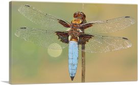 Dragonfly Home decor-1-Panel-40x26x1.5 Thick