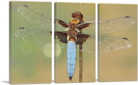Dragonfly Home decor-3-Panels-90x60x1.5 Thick