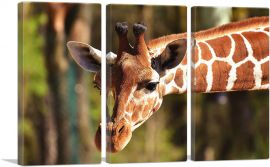 Giraffe Zoo decor-3-Panels-90x60x1.5 Thick