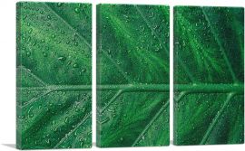 Grass Dew Plant Home decor-3-Panels-60x40x1.5 Thick