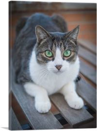 Green Eyes Cat Home decor-1-Panel-18x12x1.5 Thick