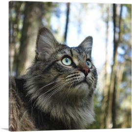 Grey Norwegian Forest Cat Home decor-1-Panel-26x26x.75 Thick