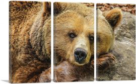 Grizzly Bear On Rock Zoo decor-3-Panels-60x40x1.5 Thick