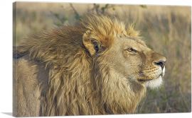 Lion In Savanah Home decor-1-Panel-40x26x1.5 Thick