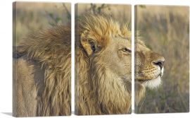 Lion In Savanah Home decor-3-Panels-90x60x1.5 Thick