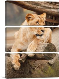 Lion Sitting on the Branch Home decor-3-Panels-60x40x1.5 Thick
