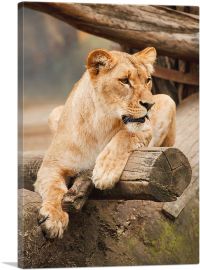 Lion Sitting on the Branch Home decor-1-Panel-18x12x1.5 Thick