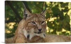 Lynx In Forest Home Decor Rectangle-1-Panel-18x12x1.5 Thick