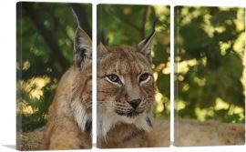 Lynx In Forest Home Decor Rectangle-3-Panels-60x40x1.5 Thick