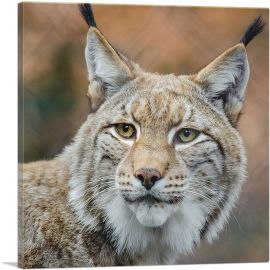 Lynx In Forest Home Decor Square-1-Panel-26x26x.75 Thick