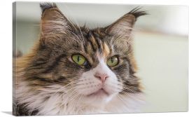 Maine Coon Cat Home decor-1-Panel-60x40x1.5 Thick