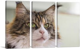Maine Coon Cat Home decor-3-Panels-60x40x1.5 Thick