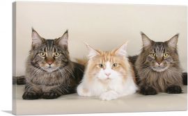 Maine Coon Cats Home decor-1-Panel-18x12x1.5 Thick