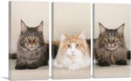 Maine Coon Cats Home decor-3-Panels-90x60x1.5 Thick