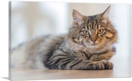 Maine Coon Male Cat Home decor-1-Panel-40x26x1.5 Thick