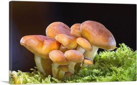 Mushrooms Home decor