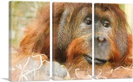 Orangutan Monkey Home decor-3-Panels-90x60x1.5 Thick