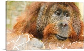 Orangutan Monkey Home decor-1-Panel-12x8x.75 Thick