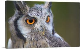 Owl Portrait In Woods Home decor-1-Panel-18x12x1.5 Thick