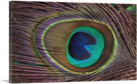 Peacock Feather Home decor-1-Panel-12x8x.75 Thick