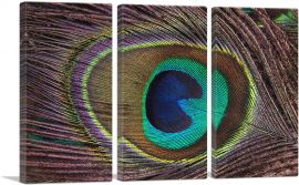 Peacock Feather Home decor-3-Panels-90x60x1.5 Thick