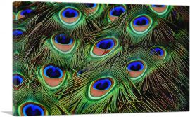 Peacock Feathers Home decor-1-Panel-18x12x1.5 Thick