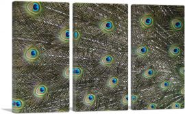 Peafowl Tail Zoo decor-3-Panels-60x40x1.5 Thick