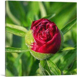 Peony Red Flower Home decor-1-Panel-18x18x1.5 Thick