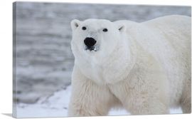 Polar Bear Home decor-1-Panel-40x26x1.5 Thick
