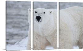 Polar Bear Home decor-3-Panels-60x40x1.5 Thick