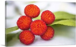 Red Arbutus Fruits