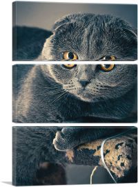 Scottish Cat Home decor-3-Panels-90x60x1.5 Thick