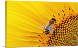 Bee On Sunflower Home decor-1-Panel-18x12x1.5 Thick