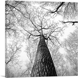 Tall Tree Branches Home Decor Square-1-Panel-18x18x1.5 Thick