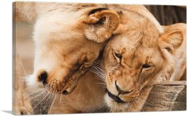 Two Lionesses Playing-1-Panel-18x12x1.5 Thick