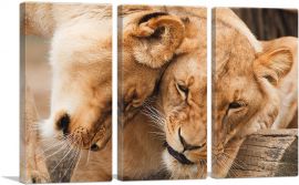 Two Lionesses Playing-3-Panels-90x60x1.5 Thick