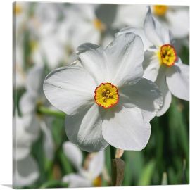 White Daffodil Flower Home decor-1-Panel-36x36x1.5 Thick