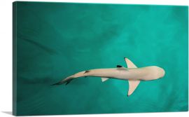 Whitetip Reef Shark Rectangle-1-Panel-40x26x1.5 Thick