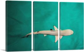 Whitetip Reef Shark Rectangle-3-Panels-60x40x1.5 Thick