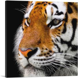 Bengal Tiger Zoo decor-1-Panel-18x18x1.5 Thick