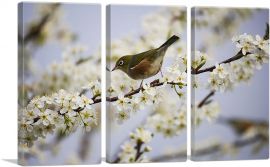Bird And Blossom Flowers Home decor-3-Panels-60x40x1.5 Thick
