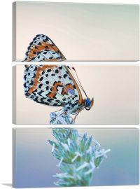 Orange Black Butterfly Closeup-3-Panels-90x60x1.5 Thick
