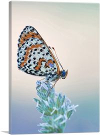 Orange Black Butterfly Closeup-1-Panel-40x26x1.5 Thick