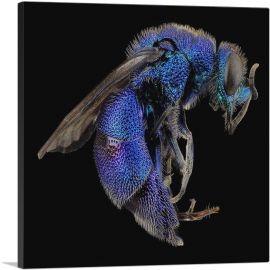 Blue Wasp Insect Home decor-1-Panel-18x18x1.5 Thick