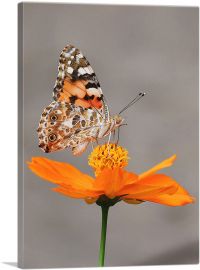 Orange Butterfly on Flower Closeup-1-Panel-18x12x1.5 Thick