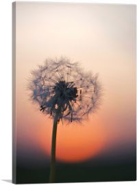 Single Dandelion Closeup and Sunset