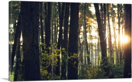 Sun Shining Through the Trees Forest-1-Panel-26x18x1.5 Thick