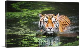 Tiger Swimming in Swamp